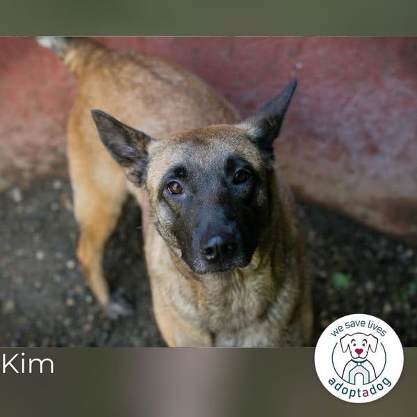 Kim: Menschen mit Geduld, Zeit und Liebe gesucht