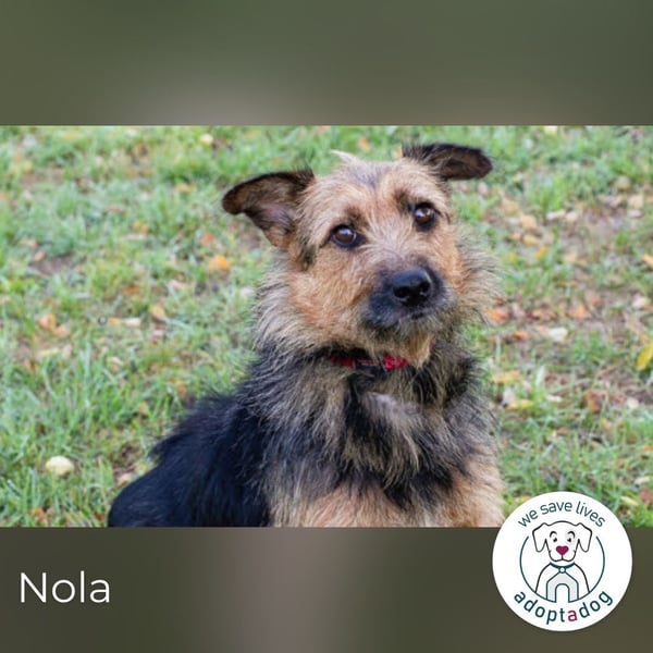 Nola, sucht einfühlsame Menschen