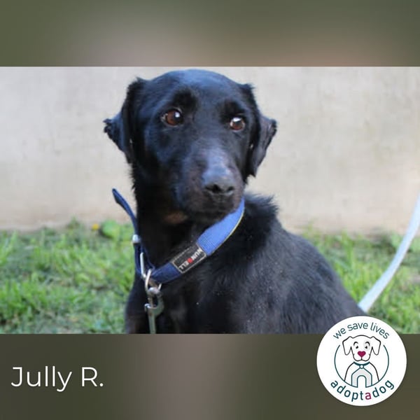 Jully R.: Blühendes Leben auf 4 Pfoten