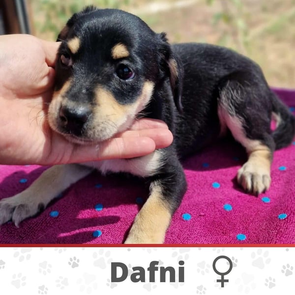 DAFNI ❤ EILIG! sucht Zuhause oder Pflegestelle