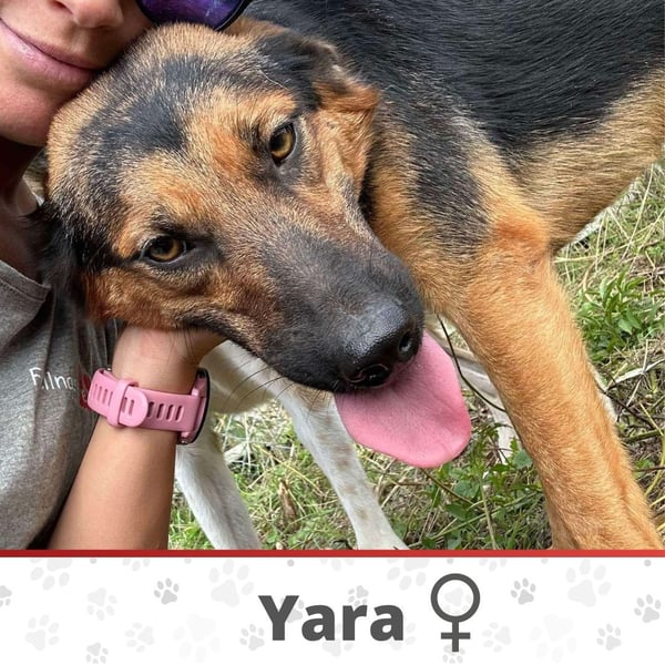 YARA ❤  wartet in 26676 Barßel auf Dich