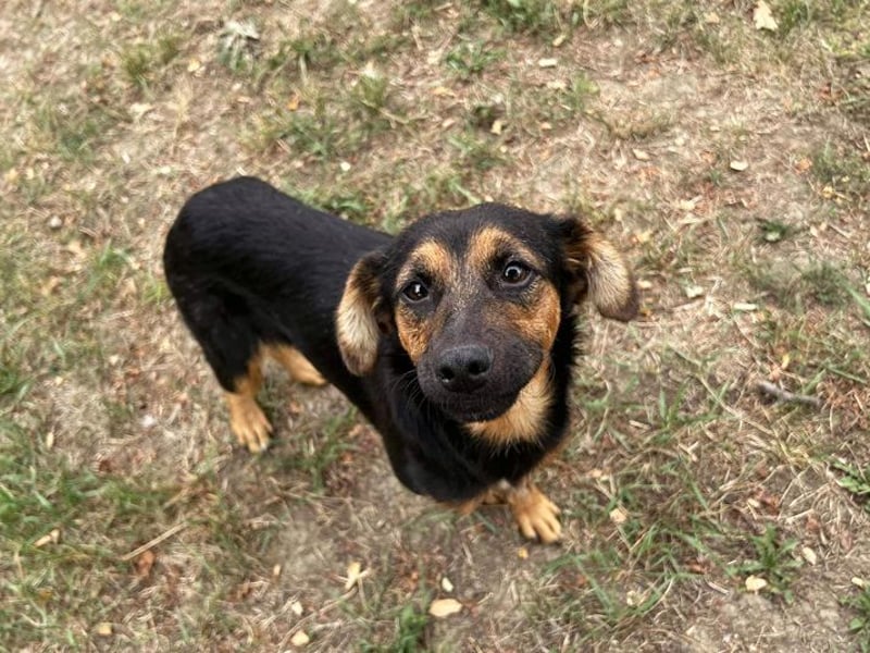 CHIP 263819 - Verspielt und unternehmungslustig, junge Hundedame sucht Körbchen