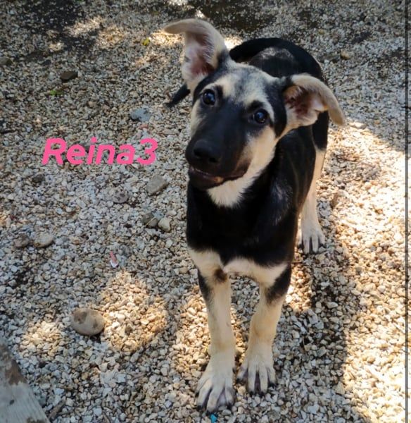Reina3 geb. 03/2025 (GRC) - neugierige & aufgeschlossene Welpin mit zuckersüßen Dumbo-Öhrchen!