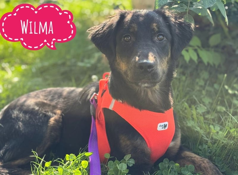 Wilma eine sanfte junge Hündin