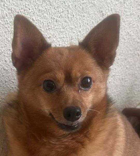 Chica