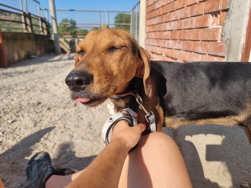 Malou - sanfte Hundedame mit viel Liebe im Gepäck!