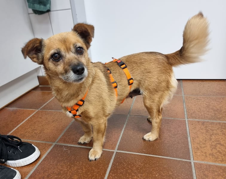 Kleine liebe Hündin Mollie