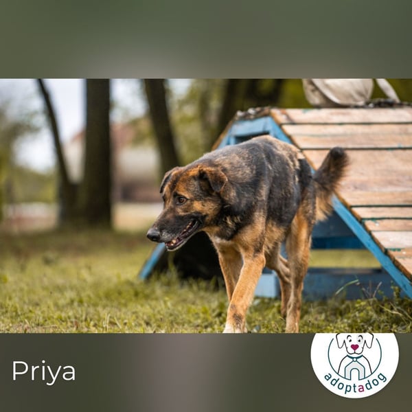 Priya: Schenke mir Liebe!