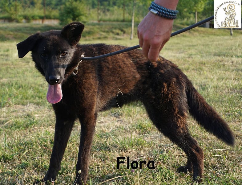 Flora – ein Sonnenschein, der dein Leben aufhellen wird!
