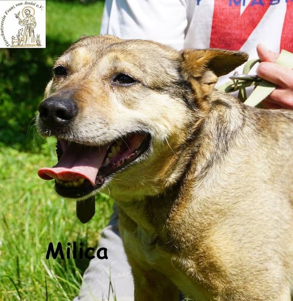 Milica – Endlich wälzen im Gras, endlich frei – mit Dir!