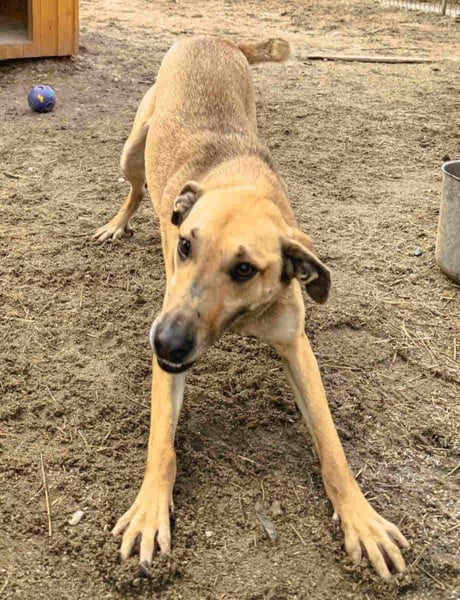 ⭐️KATHI⭐️, Hündin, 7 Jahre, 55 cm, Mischling, Tierschutz