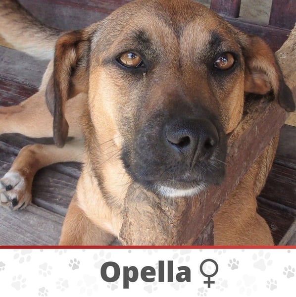 OPELLA ❤  wartet in 53804 Much auf Dich