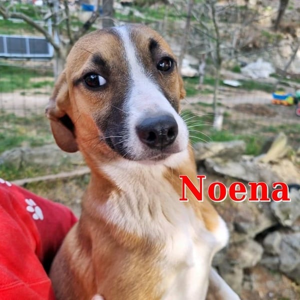 NOENA ❤  wartet in 20535 Hamburg auf Dich