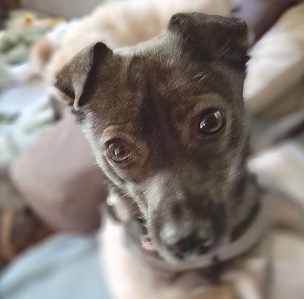 ❤️ MAKI - Liebe auf den 2. Blick? - 1 Jahr, 40cm/10kg