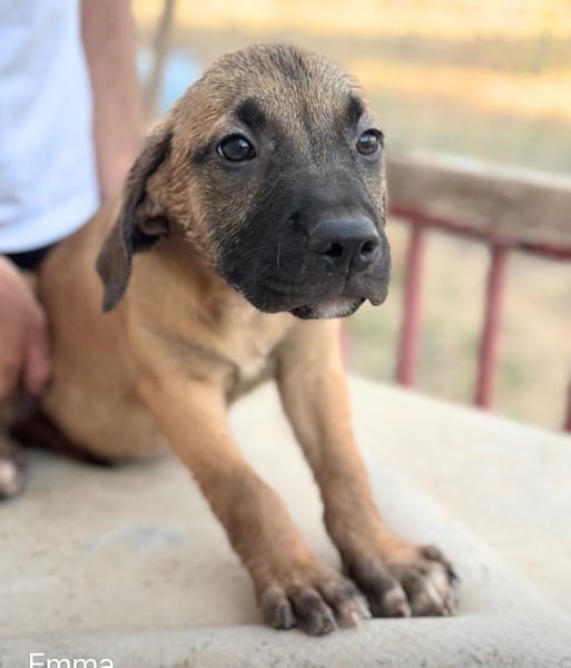EMMA – kleine Abenteurerin mit großem Herzen und einer Prise Black Mouth Cur