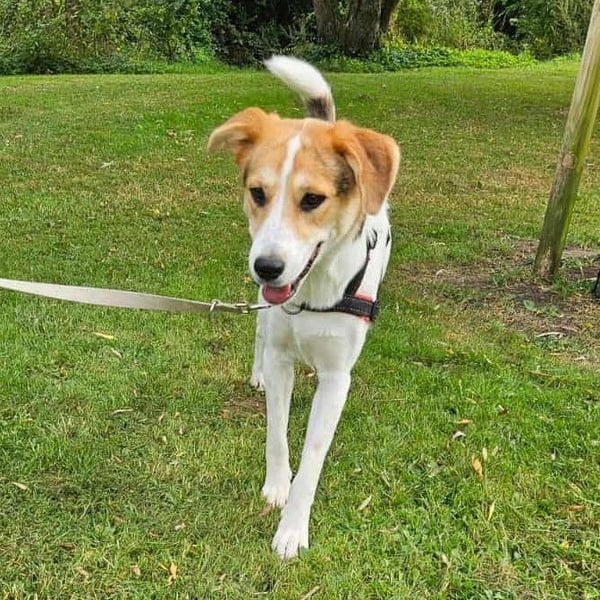Lilly - Körbchen auf Lebenszeit gesucht