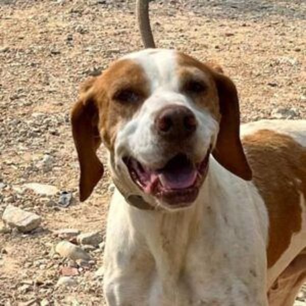 LADY-ein Pointerleben voller Entbehrungen, jetzt endlich eine Chance auf Glück