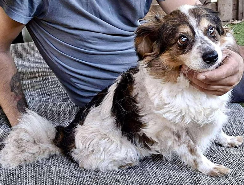 Kleine, sanfte 8 kg Hündin Amber