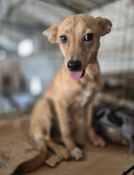 ⭐️PIXIE⭐️, Hündin, 8 Monate, 30 cm, Mischling, Tierschutz