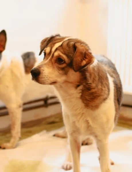 ⭐️TIMENTES⭐️, Hündin, 6 Jahre, 48 cm, Mischling, Tierschutz