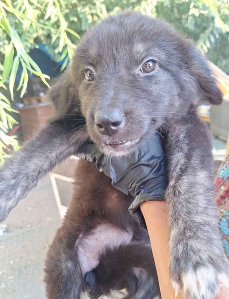 ⭐️HALLY⭐️, Welpenmädchen, 3 Monate, 25 cm, Mischling, Tierschutz
