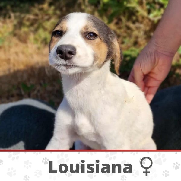 LOUISIANA ❤ EILIG!  sucht Zuhause oder Pflegestelle