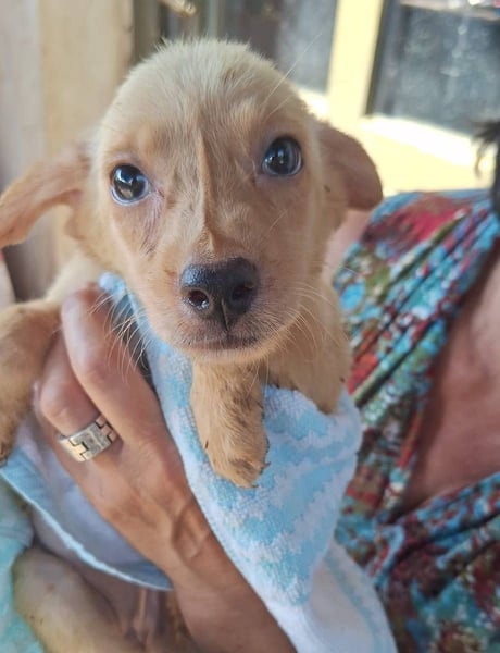 BUFFY, Hündin, 3 Monate, aktuell 20cm, Mischling, Tierschutz