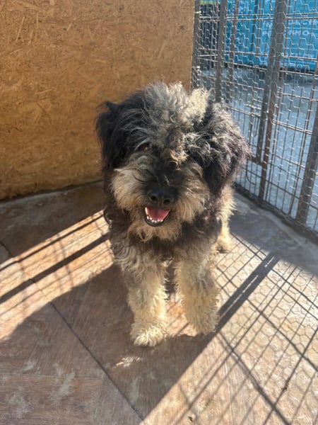 liebe, schüchterne SHAGGY sucht ihr Perfect Match