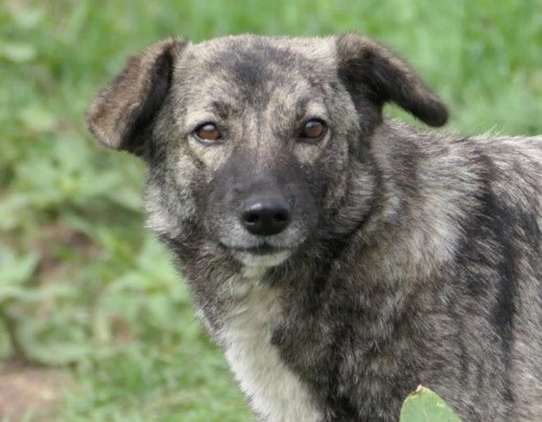 Schüchterne Bonnie sucht liebevolles Zuhause