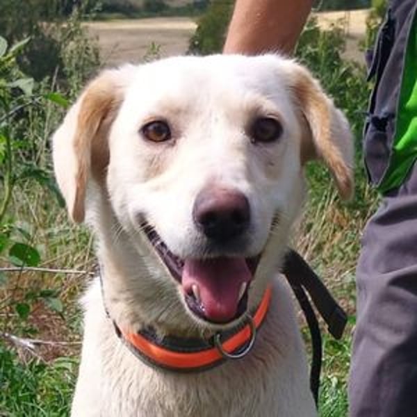 CASSIDY Labrador Retriever Mix