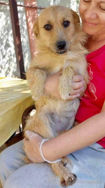 Missy - sanfte Schmusemaus sucht ihr Zuhause