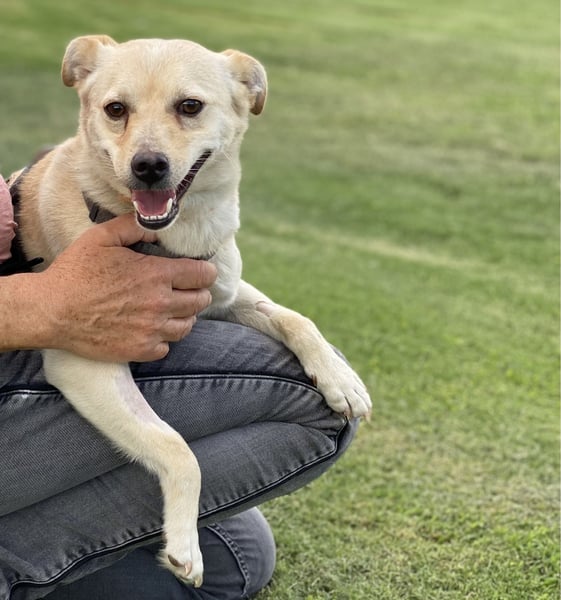 Olandesina: verschmuster Anfängerhund