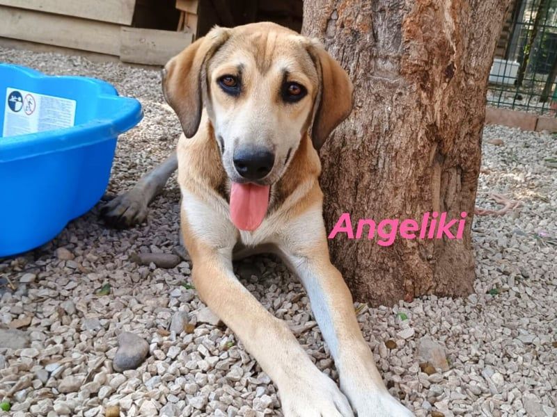 Angeliki geb. 12/2024 (GRC) - freundliche, verspielte und ausgeglichene Welpin!