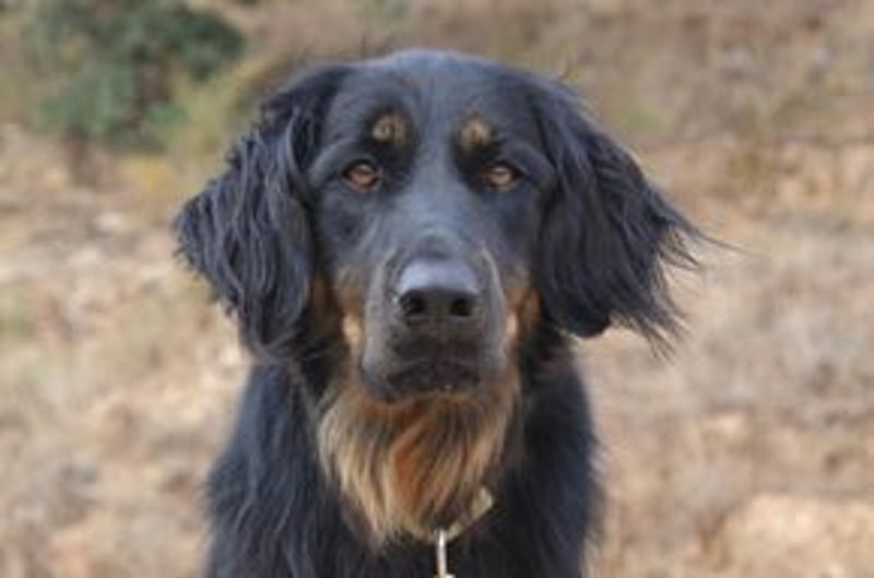 Bella, eine treue Gefährtin mit freundlichem Wesen