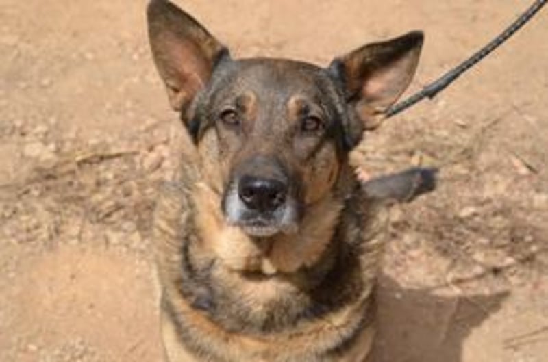 Joy, eine von vier Hunden, die dringend ein neues Zuhause benötigen
