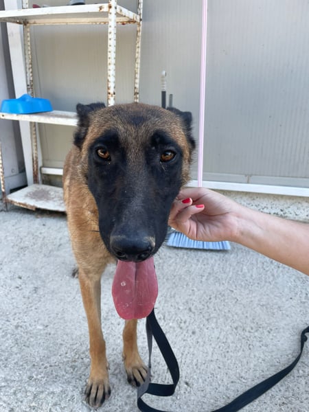 Durga(TO) ein Traumexemplar von einem Hund