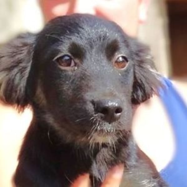 SHARA -Hundebaby in Not