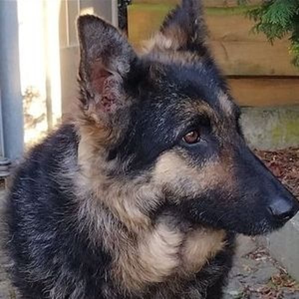 LIZA Collie-Schäferhund Mix
