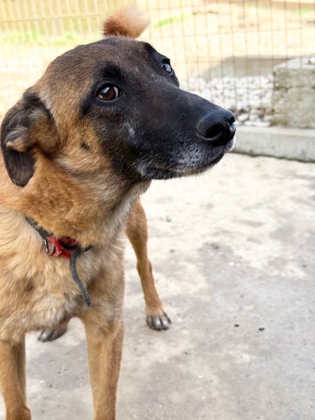 Traumhündin RONJA kann in Schwabach besucht werden