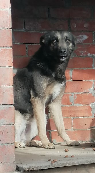GREY, Schüchterner Schatz, Hündin, 4 Jahre, 44 cm, Mischling, Tierschutz