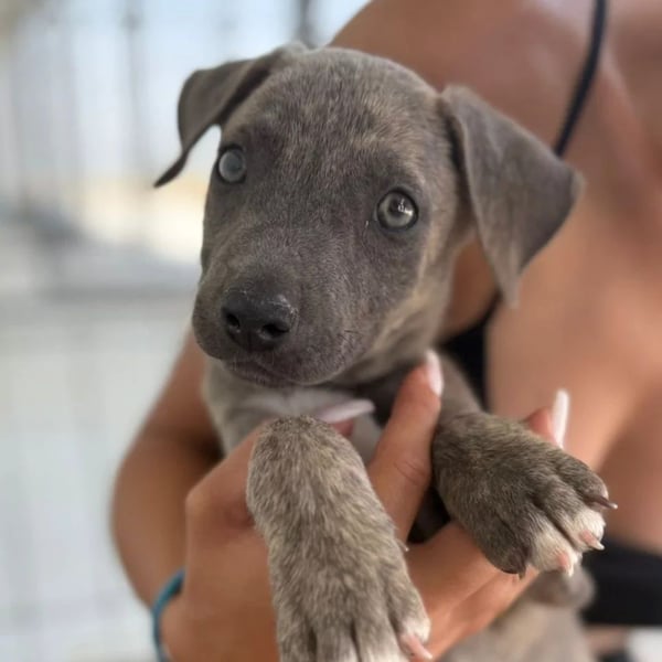 Freya – neugieriges Hundekind voller Lebensfreude