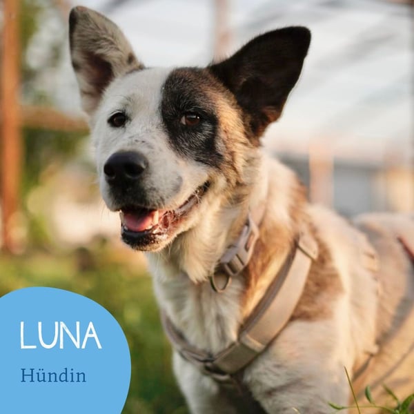 Souveräne Luna sucht ihre Familie