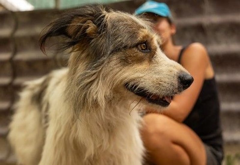 Hübsche, liebe Lucy sucht ihre Menschen