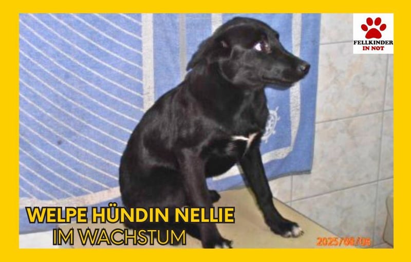 Süßes Mischlingsmädchen Nellie sucht ein kuscheliges Körbchen