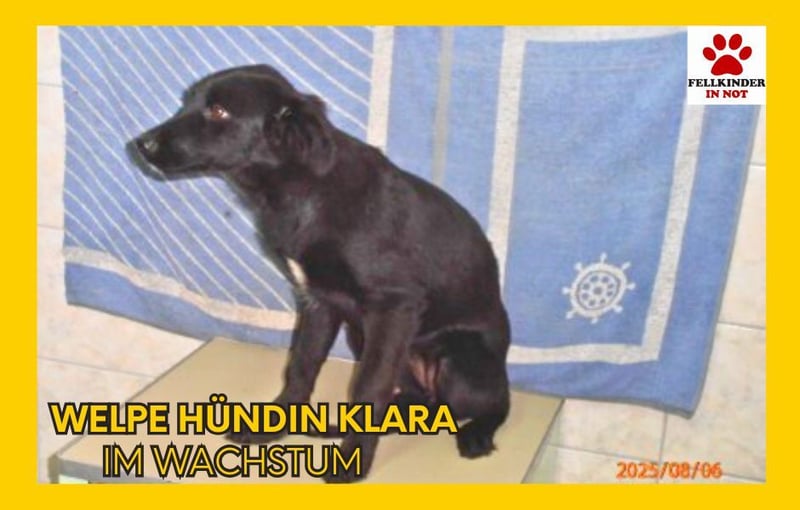 Kleine Mischlingshündin Klara wünscht sich eine Familie