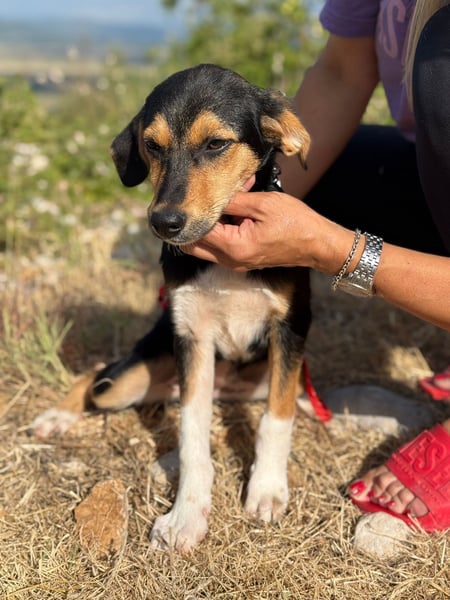 Rosina - zauberhaftes Hundemädchen sucht ihre Familie