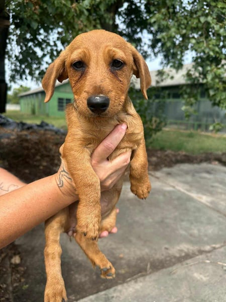 Sari, geboren 02.07.2025 sucht ihre Chance