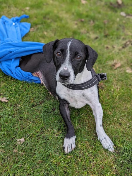 Luca, geb. 04.04.2019, 35 cm, wartet so sehr auf ein eigenes Körbchen