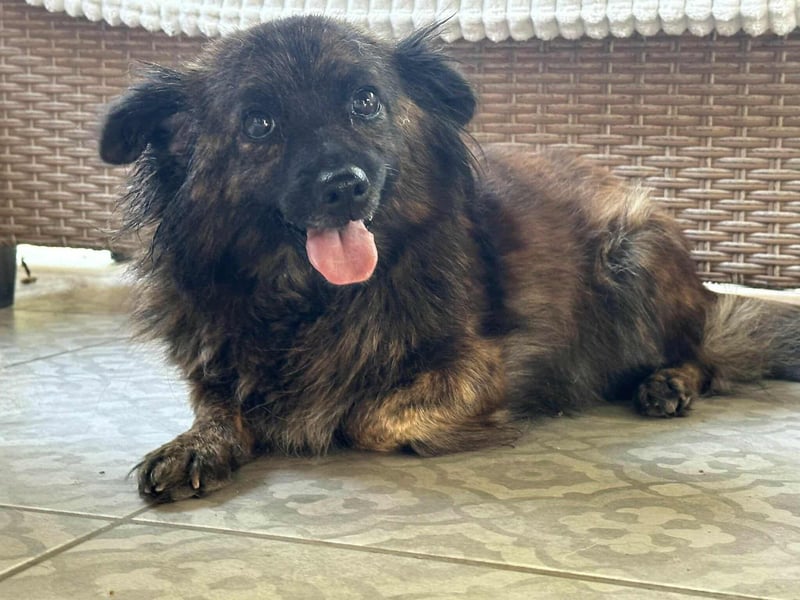 Maci, 8 Jahre, 25cm sucht Geborgenheit
