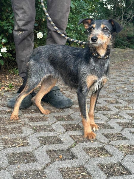 Mokuska, geb. 01.06.2021, 40 cm, wünscht sich eine tolle Familie